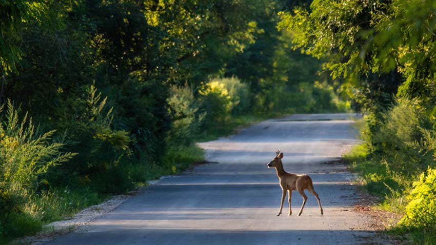 Animal road safety