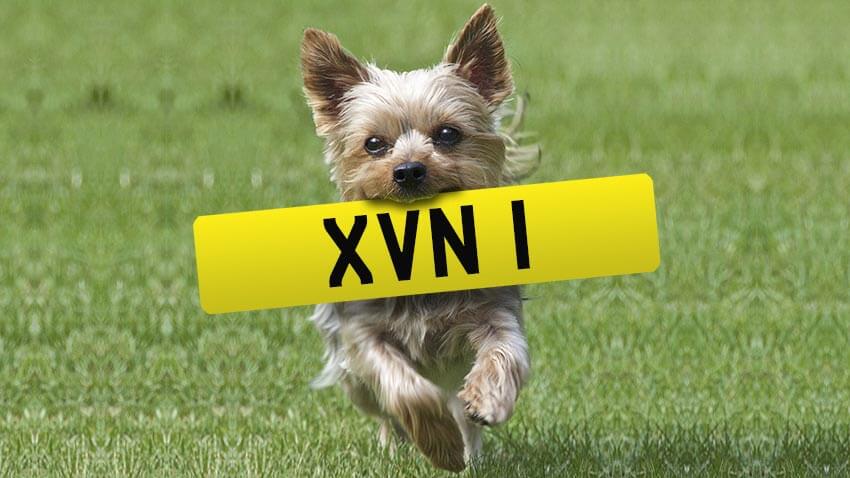 Terrier holding the registration XVN 1