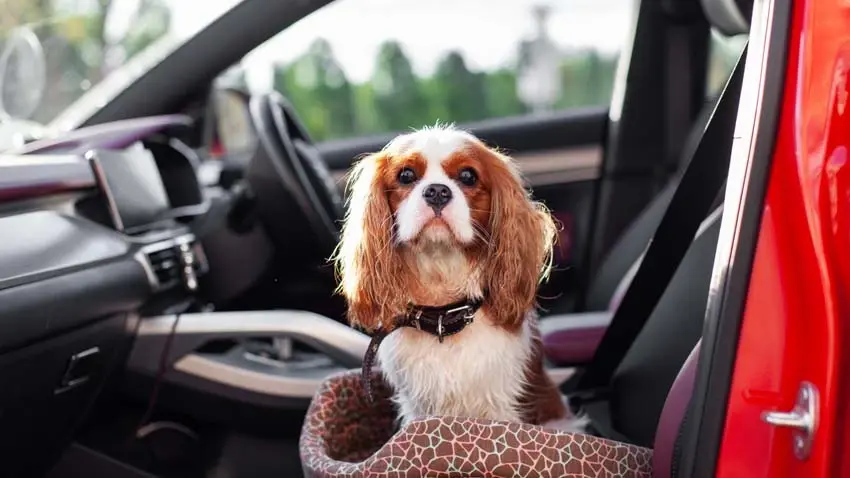 What to do if you see a dog left in a car in hot weather