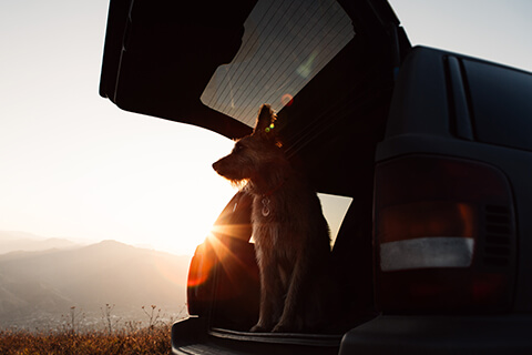 A dog sitting in the boot of a car