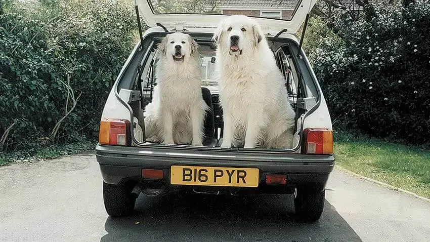 Sian Spicer's dogs with registration B16 PYR